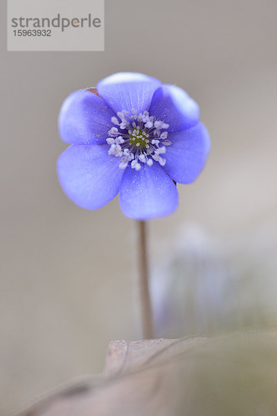 Leberblümchen  Anemone hepatica  Oberpfalz  Bayern  Deutschland  Europa