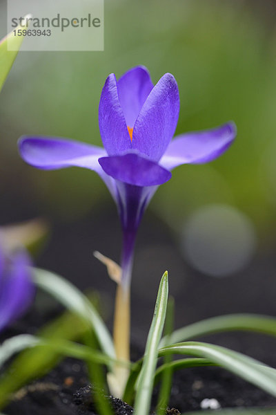 Krokus im Garten  Crocus cultivars  Bayern  Deutschland  Europa