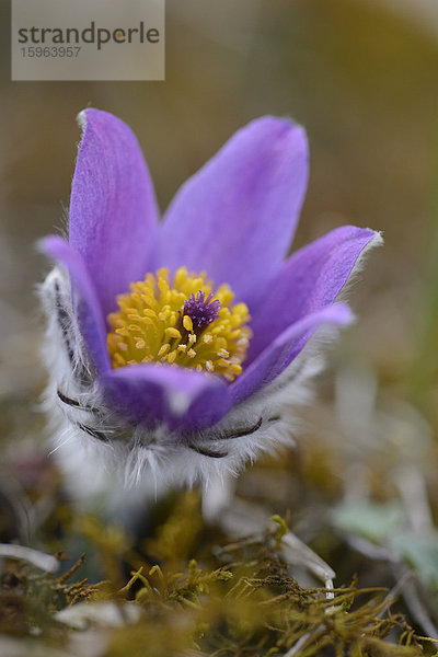 Küchenschelle  Pulsatilla vulgaris  Bayern  Deutschland  Europa