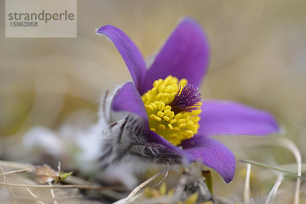 Küchenschelle  Pulsatilla vulgaris  Bayern  Deutschland  Europa