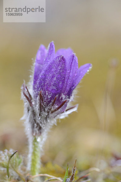 Küchenschelle  Pulsatilla vulgaris  Bayern  Deutschland  Europa