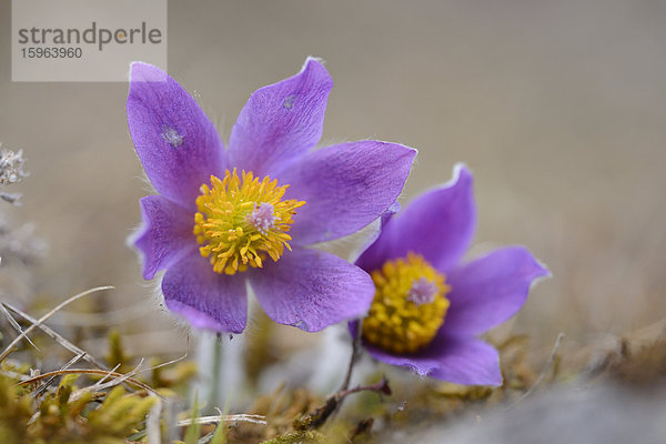 Küchenschelle  Pulsatilla vulgaris  Bayern  Deutschland  Europa