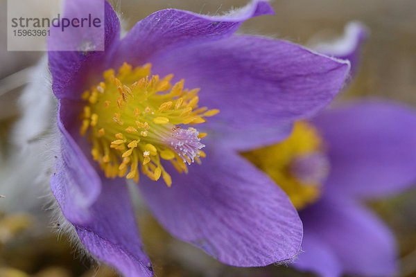 Küchenschelle  Pulsatilla vulgaris  Bayern  Deutschland  Europa