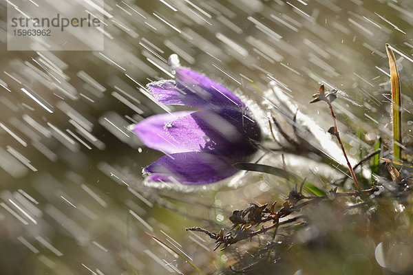 Küchenschelle  Pulsatilla vulgaris  Bayern  Deutschland  Europa