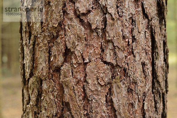 Baumstamm einer Scots Pine  Pinus sylvestris  Oberpfalz  Bayern  Deutschland  Europa