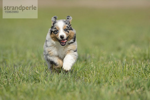 Australian shepherd Welpe rennt über eine Wiese  Bayern  Deutschland  Europa