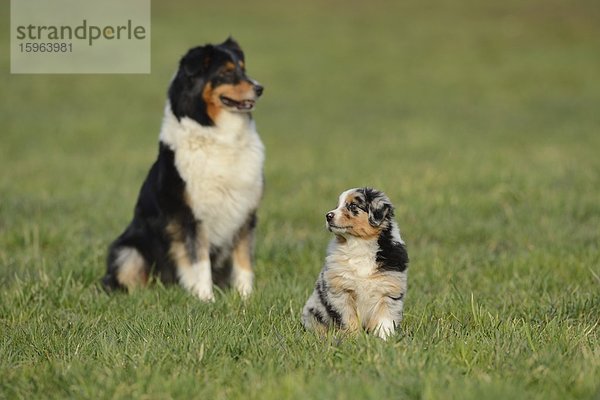 Australian sheperd und Welpe auf einer Wiese  Bayern  Deutschland  Europa