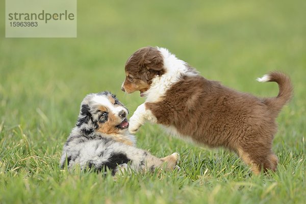 Zwei Australian sheperd Welpen auf einer Wiese  Bayern  Deutschland  Europa