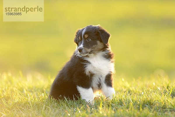 Australian sheperd Welpe sitzt auf einer Wiese  Bayern  Deutschland  Europa