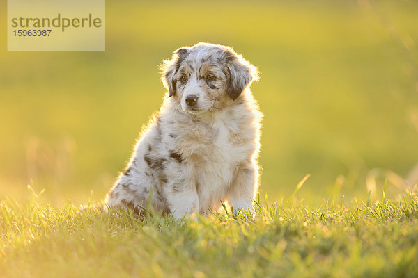 Australian sheperd Welpe sitzt auf einer Wiese  Bayern  Deutschland  Europa