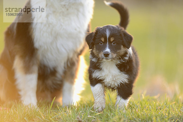 Australian sheperd und Welpe auf einer Wiese  Bayern  Deutschland  Europa