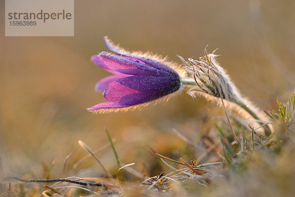 Küchenschelle  Pulsatilla vulgaris  Bayern  Deutschland  Europa