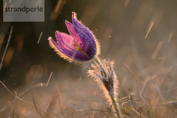 Küchenschelle  Pulsatilla vulgaris  Bayern  Deutschland  Europa