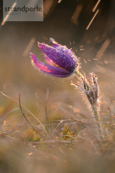 Küchenschelle  Pulsatilla vulgaris  Bayern  Deutschland  Europa