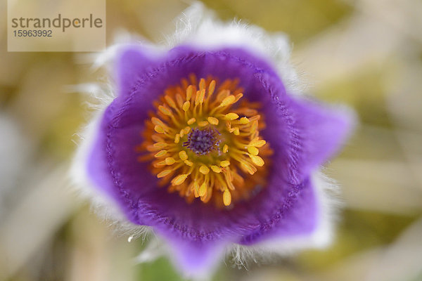 Küchenschelle  Pulsatilla vulgaris  Bayern  Deutschland  Europa