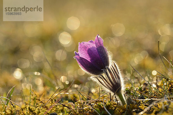 Küchenschelle  Pulsatilla vulgaris  Bayern  Deutschland  Europa