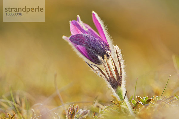 Küchenschelle  Pulsatilla vulgaris  Bayern  Deutschland  Europa