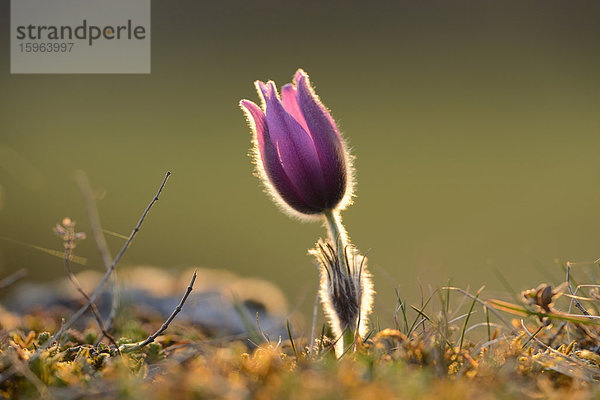 Küchenschelle  Pulsatilla vulgaris  Bayern  Deutschland  Europa