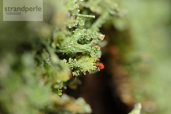 Cladonia  Cladonia spec.  Oberpfalz  Bayern  Deutschland  Europa