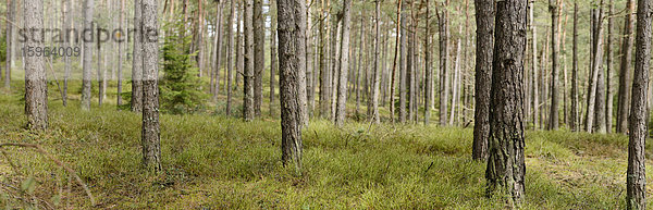 Kiefern  Pinus sylvestris  Oberpfalz  Bayern  Deutschland  Europa
