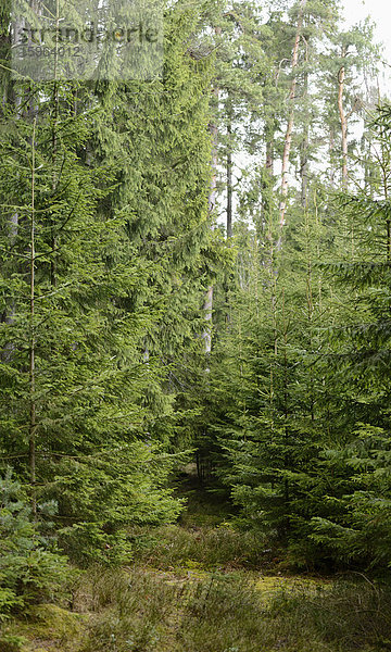 Fichten  Picea abies  Oberpfalz  Bayern  Deutschland  Europa