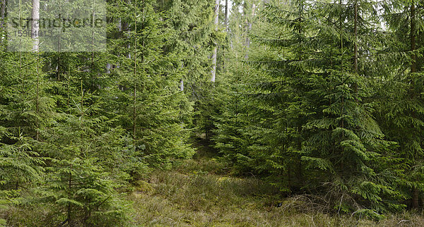 Fichten  Picea abies  Oberpfalz  Bayern  Deutschland  Europa