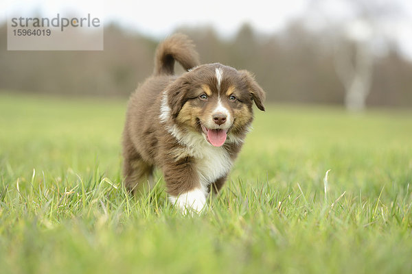 Australian Shepherd Welpe auf einer Wiese  Bayern  Deutschland  Europa