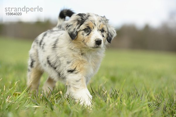 Australian sheperd Welpe auf einer Wiese  Bayern  Deutschland  Europa