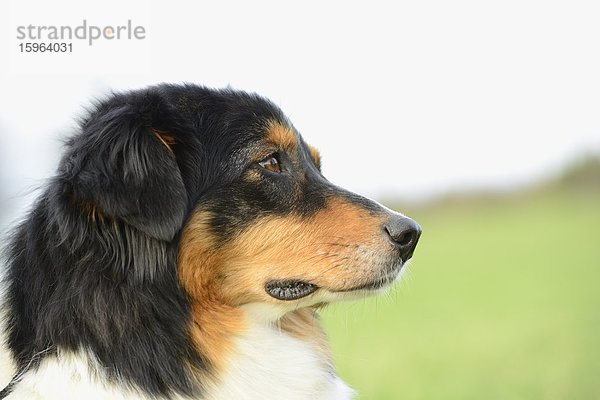 Portrait eines Australian shepherd  Bayern  Deutschland  Europa