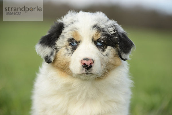 Portrait eines Australian sheperd Welpe  Bayern  Deutschland  Europa