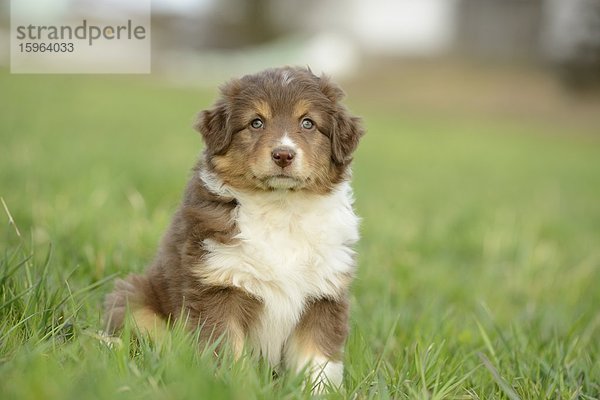 Australian sheperd Welpe sitzt auf einer Wiese  Bayern  Deutschland  Europa