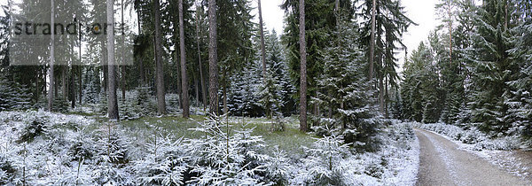 Wald im Winter  Oberpfalz  Bayern  Deutschland  Europa