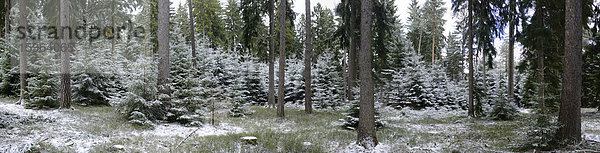 Wald im Winter  Oberpfalz  Bayern  Deutschland  Europa