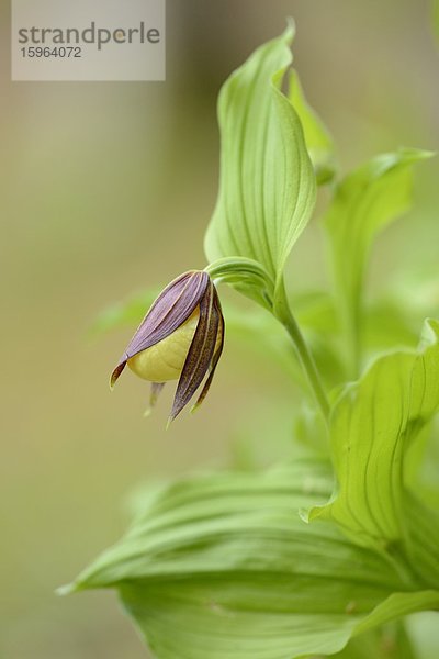 Gelber Frauenschuh (Cypripedium calceolus)