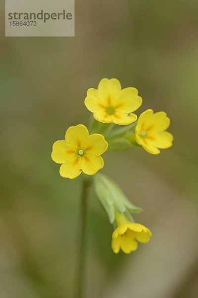 Echte Schlüsselblume (Primula veris)