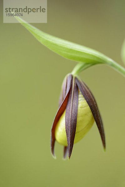 Gelber Frauenschuh (Cypripedium calceolus)