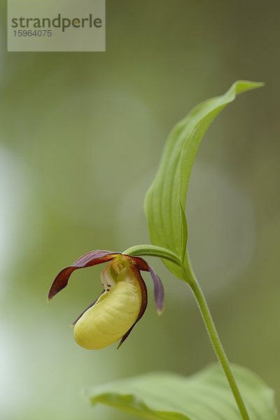 Gelber Frauenschuh (Cypripedium calceolus)