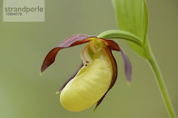 Gelber Frauenschuh (Cypripedium calceolus)