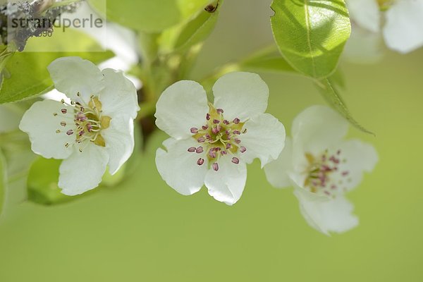 Blüten eines Birnbaums im Frühling