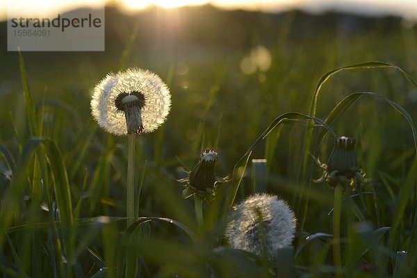 Samen des Gewöhnlichen Löwenzahns (Taraxacum officinale) im Frühling