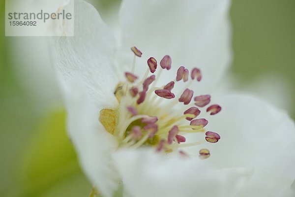 Blüte eines Birnbaums im Frühling