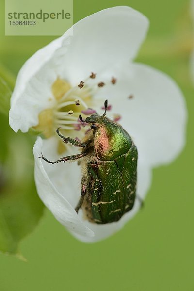 Goldglänzender Rosenkäfer (Cetonia aurata) auf einer Birnbaum-Blüte