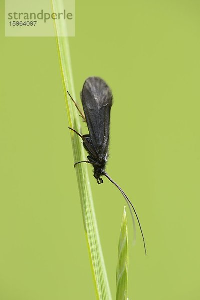 Dunkles Grünwidderchen (Rhagades pruni) auf Gras