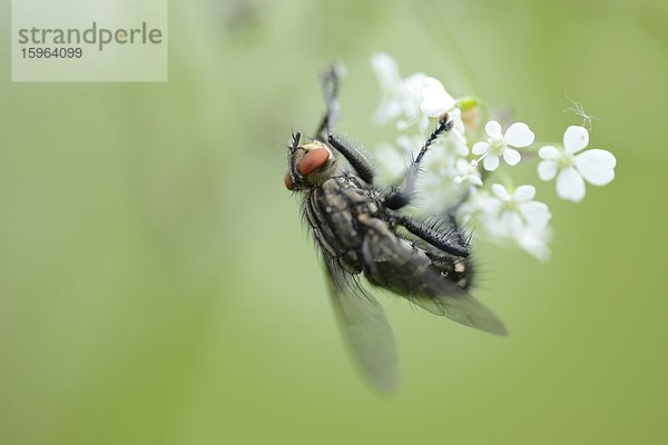 Schmeißfliege (Calliphoridae) auf einer Blüte