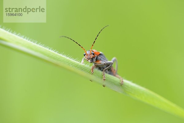 Gemeiner Weichkäfer (Cantharis fusca)auf Gras