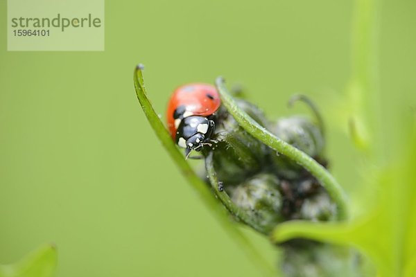 Siebenpunkt-Marienkäfer (Coccinella septempunctata) auf einer Pflanze