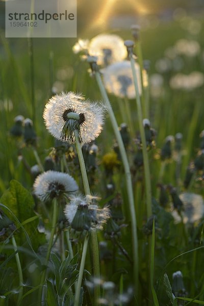 Samen des Gewöhnlichen Löwenzahns (Taraxacum officinale) im Frühling