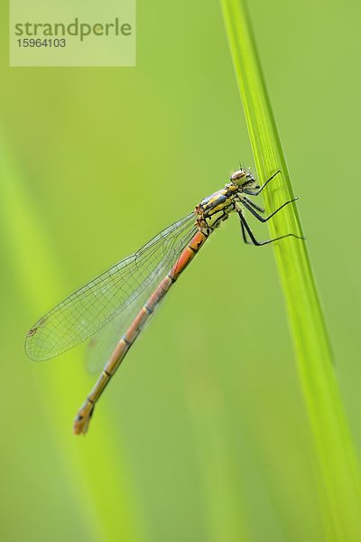 Kleine Pechlibelle (Ischnura pumilio) auf Gras