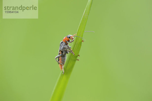 Gemeiner Weichkäfer (Cantharis fusca)auf Gras