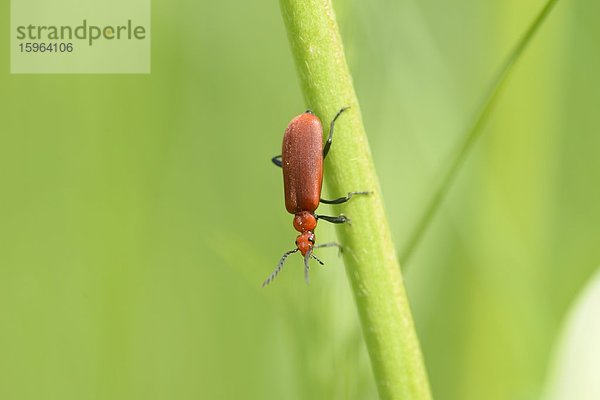 Rothalsbock (Stictoleptura rubra) auf Gras